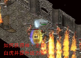 如何获得神·圣兽·白虎并提升战力至? 如何获得神·圣兽·白虎并提升战力至?